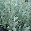 Atriplex Nummularia – Oldman Saltbush Seeds 1 Atriplex Nummularia – Oldman Saltbush Seeds -Garden Fresh Shop s l1600