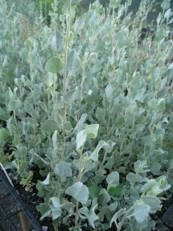 Atriplex Nummularia – Oldman Saltbush Seeds