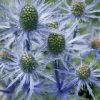 Sea Holly Seeds -Garden Fresh Shop sea holly seeds australia