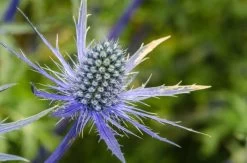 Sea Holly Seeds -Garden Fresh Shop seaholly2