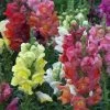 Snapdragon Mixed Seeds 1 Snapdragon Mixed Seeds -Garden Fresh Shop snapmixed