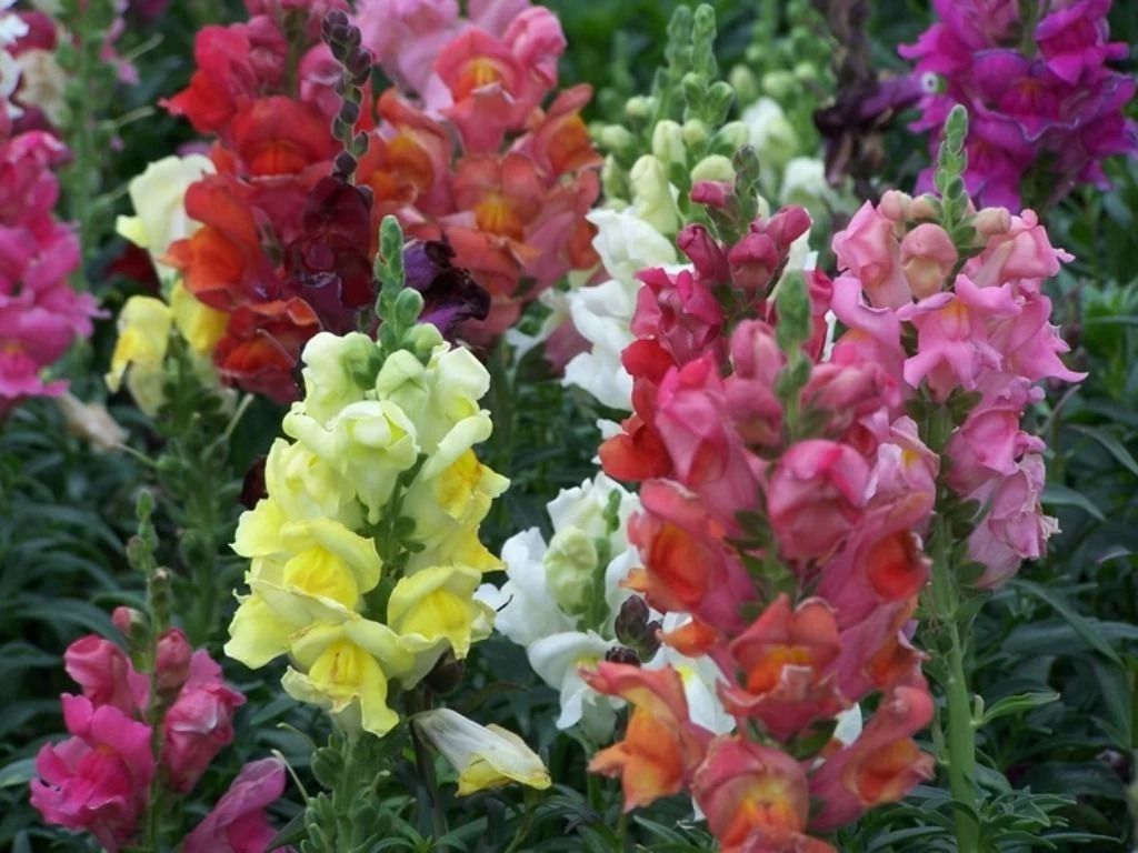 Snapdragon Mixed Seeds 3 Snapdragon Mixed Seeds