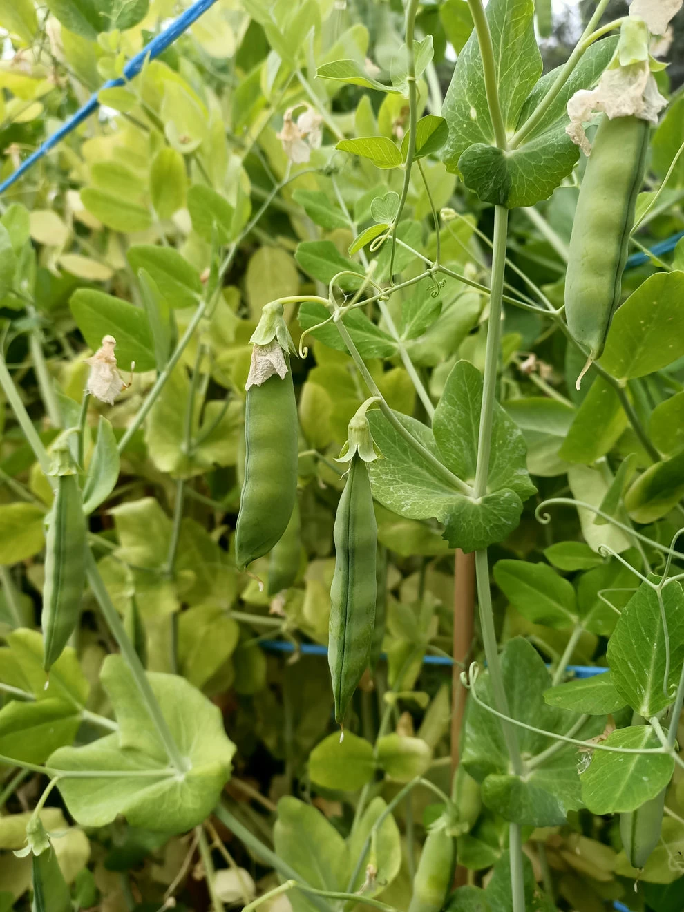 Spanish Skyscraper Pea Seeds 4 Spanish Skyscraper Pea Seeds - Image 2