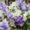 Mixed Sweet Pea Seeds 1 Mixed Sweet Pea Seeds -Garden Fresh Shop sweetpea