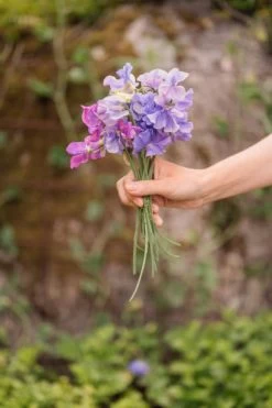 Mixed Sweet Pea Seeds 7 Mixed Sweet Pea Seeds -Garden Fresh Shop sweetpea3