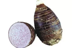 Taro Seedling Plants 11 Taro Seedling Plants -Garden Fresh Shop taro yam