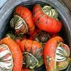 Turks Turban Squash Seeds -Garden Fresh Shop turks turban winters quash and gourd 14754.1483422498.600.600