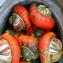 Turks Turban Squash Seeds