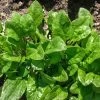 Spinach Viroflay Seeds -Garden Fresh Shop viroflay
