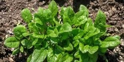 Spinach Viroflay Seeds