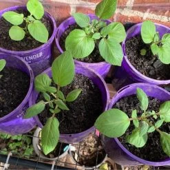 2 Chinese Truffle Aka French Vitelotte Violet Potato Plant -Garden Fresh Shop vitelotte green leaf