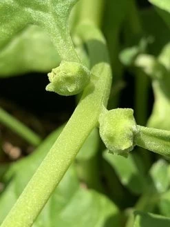 Tetragonia Tetragonioides – Warrigal Greens Seeds -Garden Fresh Shop warrigal greens thegourmanticgarden IMG 9160