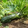 Zucchini Cocozelle Seeds 2 Zucchini Cocozelle Seeds -Garden Fresh Shop zucchini cocozelle