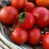 Tomato Lutschist Zurich Seeds -Garden Fresh Shop zurich